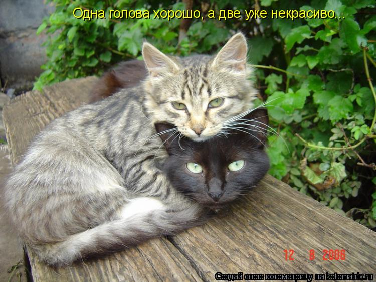 Котоматрица: Одна голова хорошо, а две уже некрасиво...