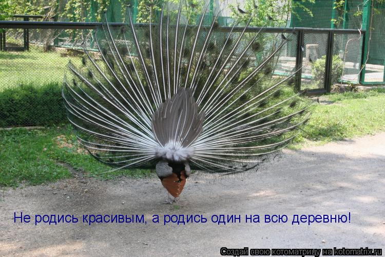 Не родись красивым, а родись один на всю деревню!... Котоматрица: Не родись красивым, а родись один на всю деревню!