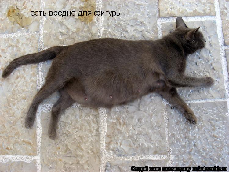 Котоматрица: есть вредно для фигуры