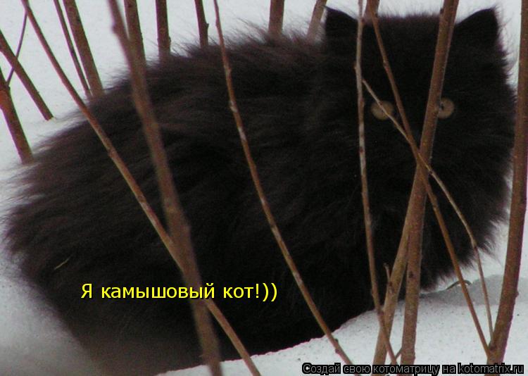 Котоматрица: Я камышовый кот!))