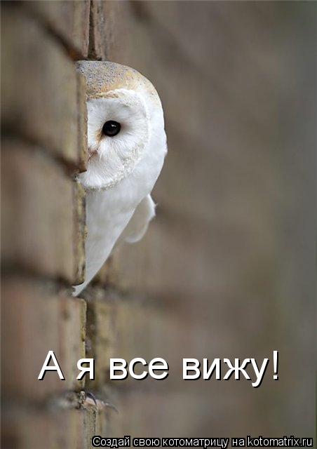 Котоматрица: А я все вижу!