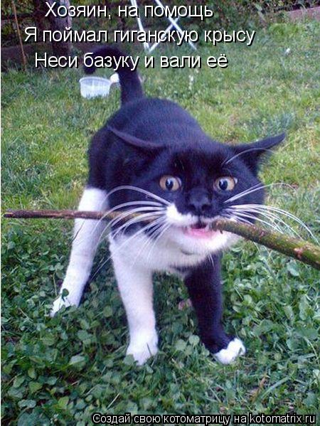 Котоматрица: Хозяин, на помощь Я поймал гиганскую крысу Неси базуку и вали её