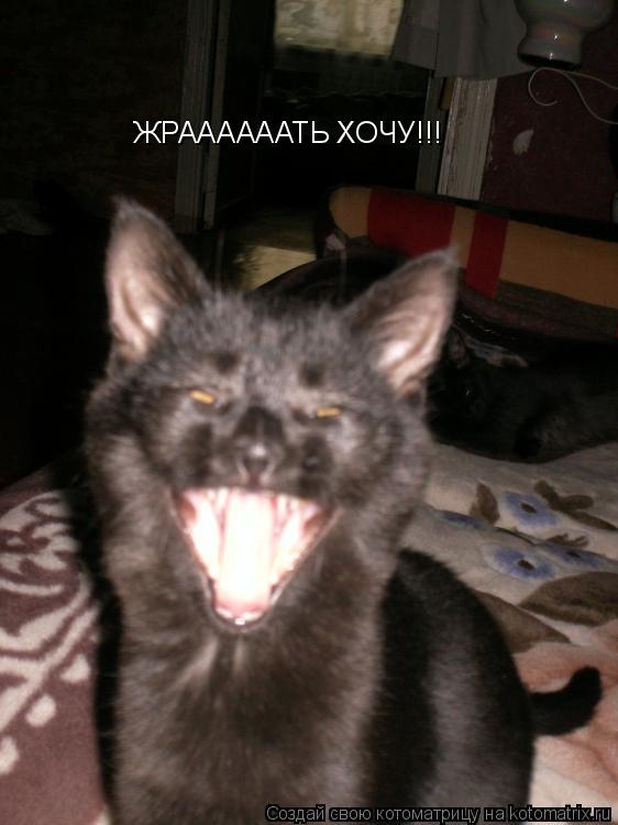 ЖРААААААТЬ ХОЧУ!!!... Котоматрица: ЖРААААААТЬ ХОЧУ!!!
