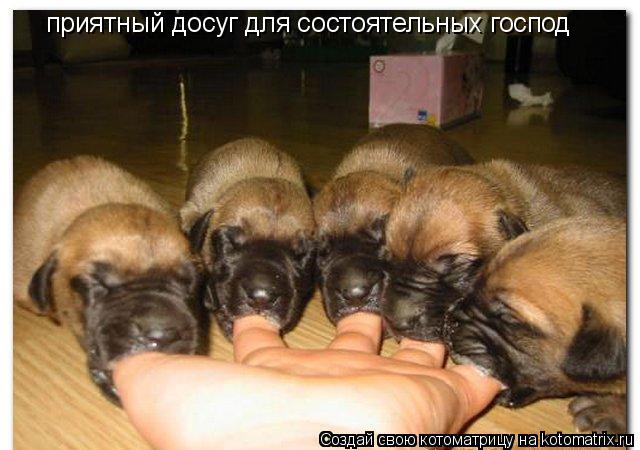 Котоматрица: приятный досуг для состоятельных господ