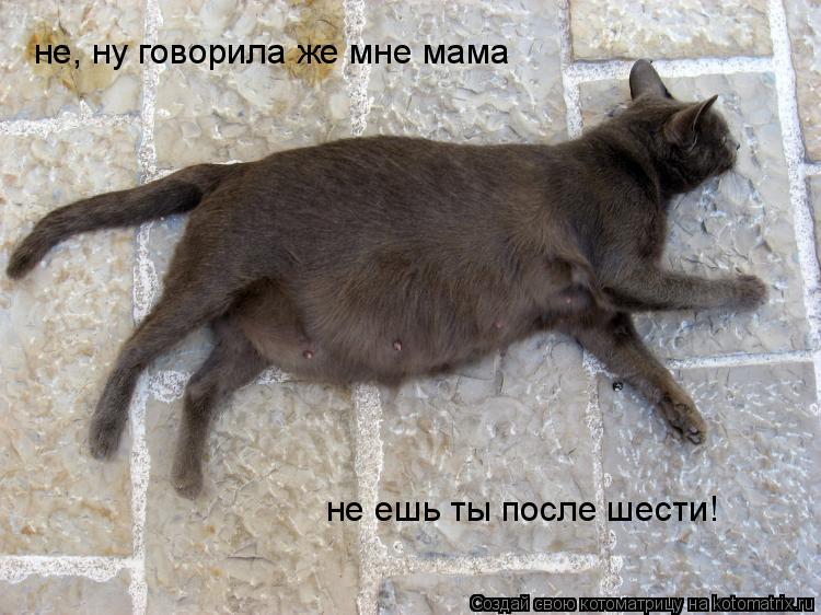 не, ну говорила же мне мама не ешь ты после шести!... Котоматрица: не, ну говорила же мне мама не ешь ты после шести!