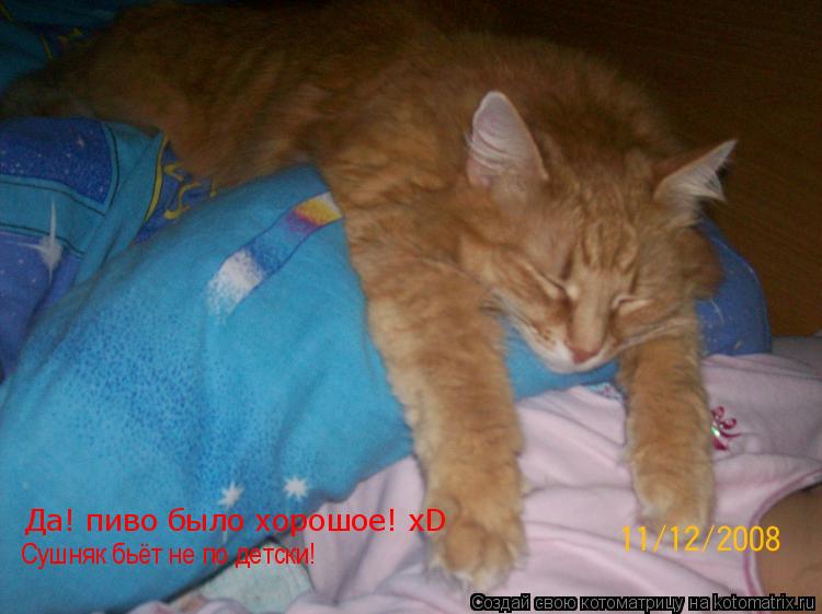 Котоматрица: Да! пиво было хорошое! xD Сушняк бьёт не по детски!