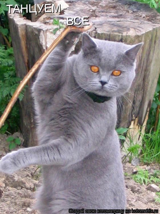 Котоматрица: ТАНЦУЕМ  - ВСЕ
