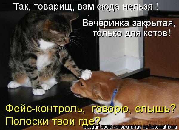 Так, товарищ, вам сюда нельзя ! только для котов! Вечеринка закрытая, Фейс-контроль, говорю, слышь? ... Котоматрица: Так, товарищ, вам сюда нельзя ! только для котов! Вечеринка закрытая, Фейс-контроль, говорю, слышь? Полоски твои где?