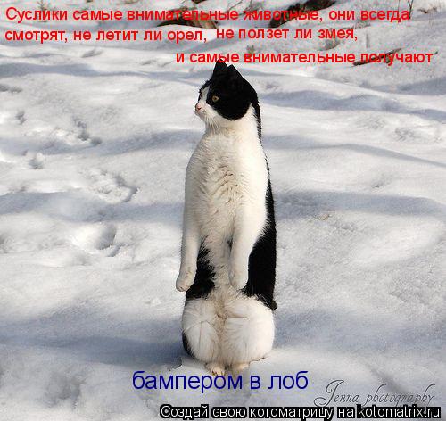 Суслики самые внимательные животные, они всегда смотрят, не летит ли орел, не ползет ли змея, и сам... Котоматрица: Суслики самые внимательные животные, они всегда смотрят, не летит ли орел, не ползет ли змея, и самые внимательные получают бампером в лоб