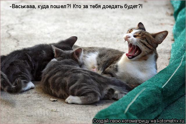 -Васькааа, куда пошел?! Кто за тебя доедать будет?!... Котоматрица: -Васькааа, куда пошел?! Кто за тебя доедать будет?!