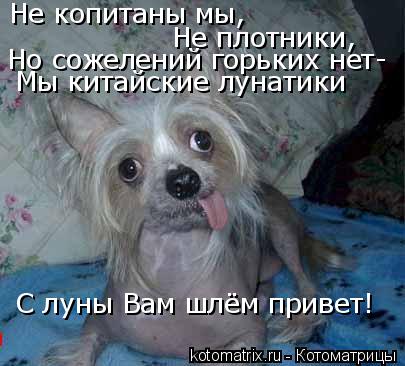 Котоматрица: Не копитаны мы, Не плотники, Но сожелений горьких нет- С луны Вам шлём привет! Мы китайские лунатики