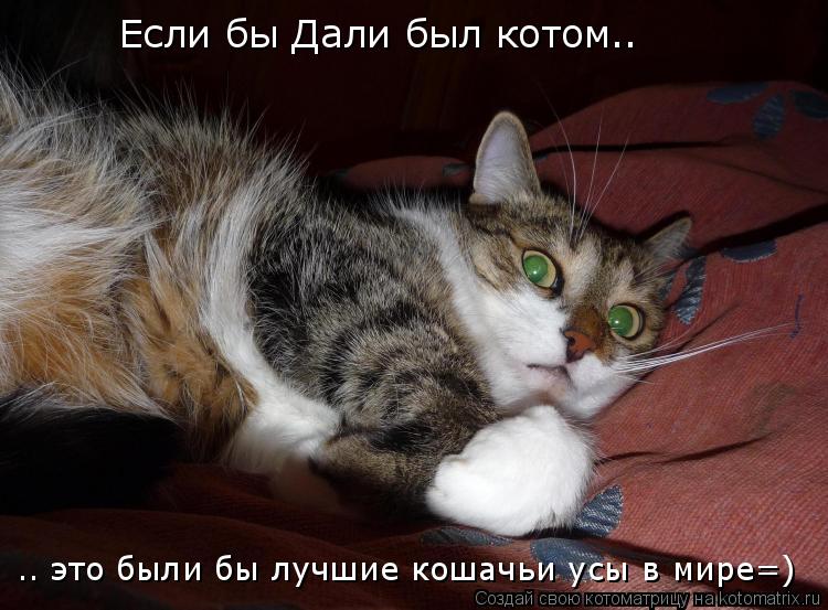 Котоматрица: Если бы Дали был котом.. .. это были бы лучшие кошачьи усы в мире=)