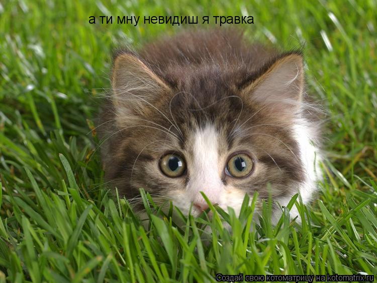 Котоматрица: а ти мну невидиш я травка