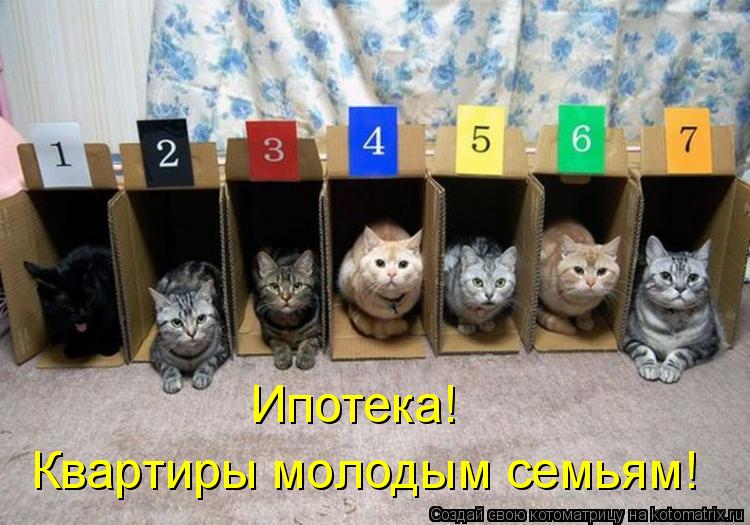 Котоматрица: Ипотека! Квартиры молодым семьям!