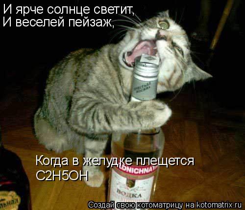 И ярче солнце светит, И веселей пейзаж, Когда в желудке плещется С2Н5ОН... Котоматрица: И ярче солнце светит, И веселей пейзаж, Когда в желудке плещется С2Н5ОН