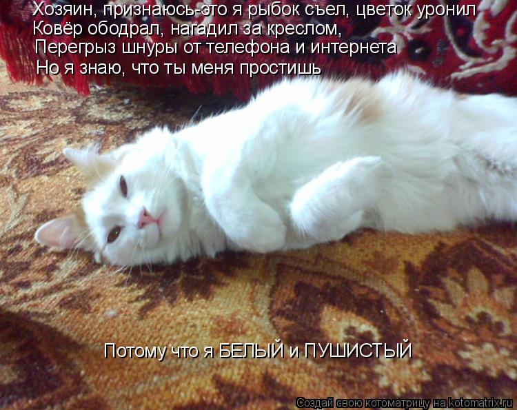 Котоматрица: Хозяин, признаюсь-это я рыбок съел, цветок уронил Ковёр ободрал, нагадил за креслом,  Перегрыз шнуры от телефона и интернета Но я знаю, что ты
