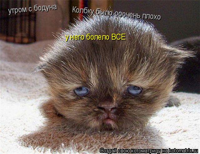 Котоматрица: утром с бодуна Колбку было ооочень плохо у него болело ВСЕ