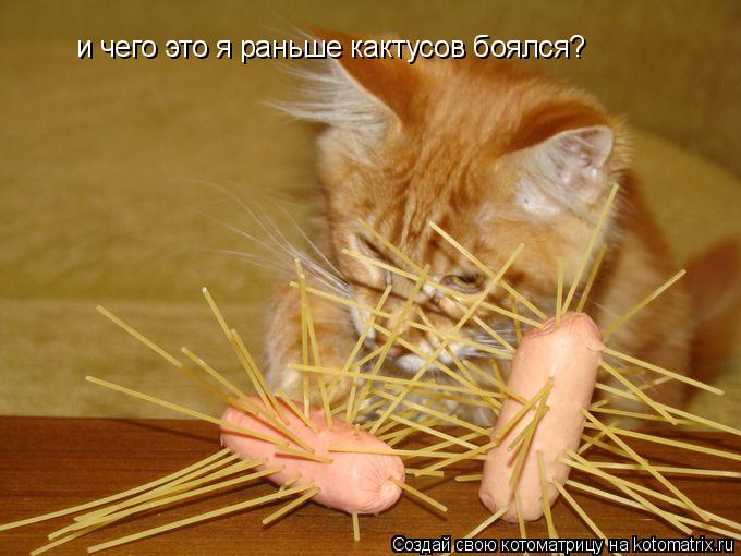 Котоматрица: и чего это я раньше кактусов боялся?