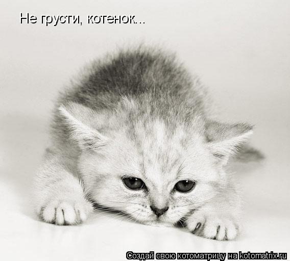 Не грусти, котенок...... Котоматрица: Не грусти, котенок...