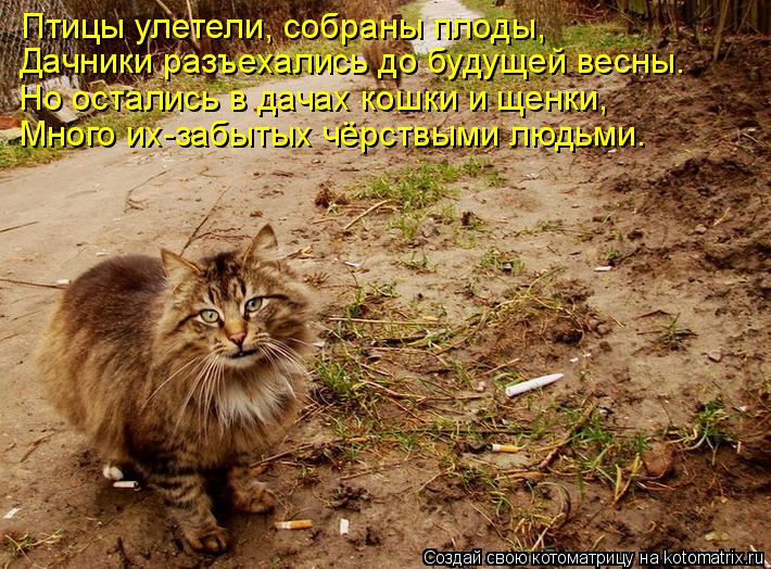 Птицы улетели, собраны плоды, Дачники разъехались до будущей весны. Но остались в дачах кошки и щенки... Котоматрица: Птицы улетели, собраны плоды, Дачники разъехались до будущей весны. Но остались в дачах кошки и щенки, Много их-забытых чёрствыми людьми.