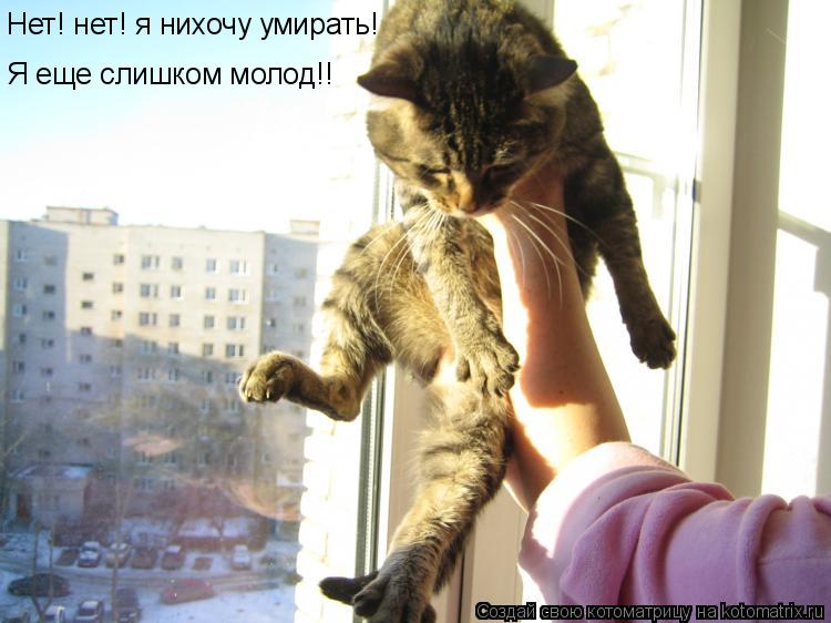 Котоматрица: Нет! нет! я нихочу умирать! Я еще слишком молод!!
