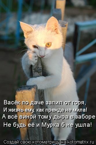 Васёк по даче запил от горя, И жизнь ему, как прежде не мила! А всё виной тому дыра в заборе, Не будь... Котоматрица: Васёк по даче запил от горя, И жизнь ему, как прежде не мила! А всё виной тому дыра в заборе, Не будь её и Мурка б не ушла!
