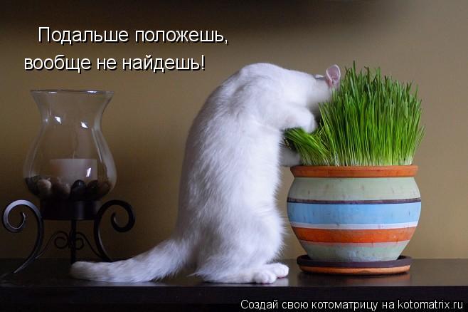 Подальше положешь, вообще не найдешь!... Котоматрица: Подальше положешь, вообще не найдешь!