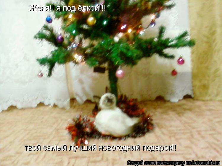 Котоматрица: Женя!! я под ёлкой!!! твой самый лучший новогодний подарок!!