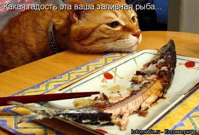 Котоматрица: Какая гадость эта ваша заливная рыба...