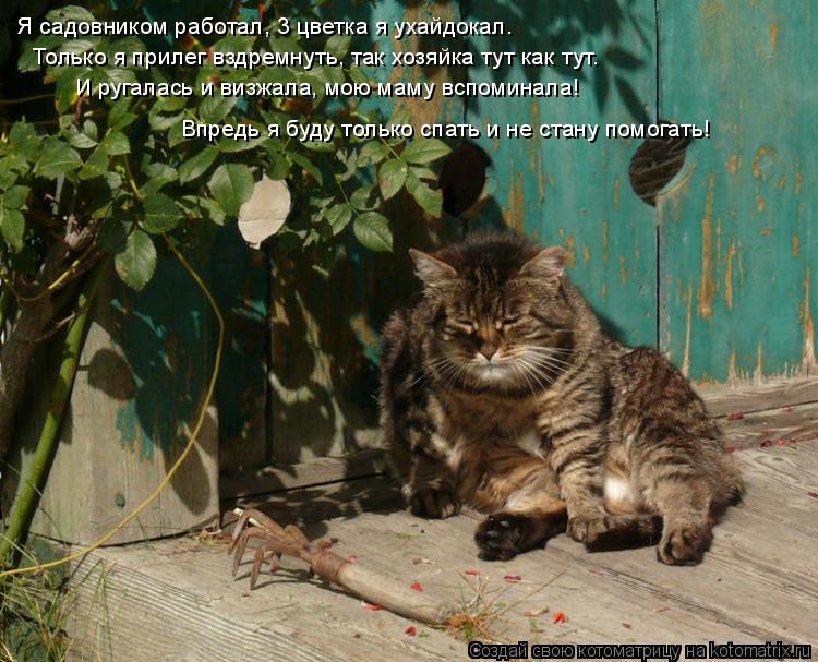 Я садовником работал, 3 цветка я ухайдокал. Только я прилег вздремнуть, так хозяйка тут как тут. И ру... Котоматрица: Я садовником работал, 3 цветка я ухайдокал. Только я прилег вздремнуть, так хозяйка тут как тут. И ругалась и визжала, мою маму вспоминала! Вп