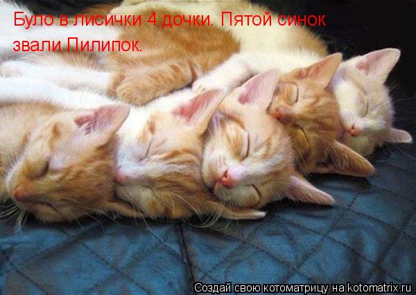 Було в лисички 4 дочки. Пятой синок звали Пилипок.... Котоматрица: Було в лисички 4 дочки. Пятой синок звали Пилипок.