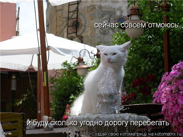 сейчас совсем отмоюсь и буду сколько угодно дорогу перебегать... Котоматрица: сейчас совсем отмоюсь и буду сколько угодно дорогу перебегать
