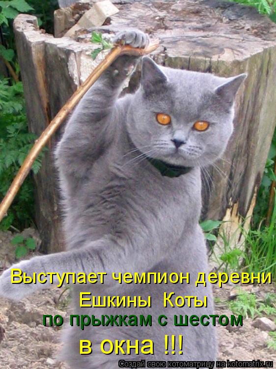Котоматрица: по прыжкам с шестом в окна !!! Выступает чемпион деревни Ешкины  Коты