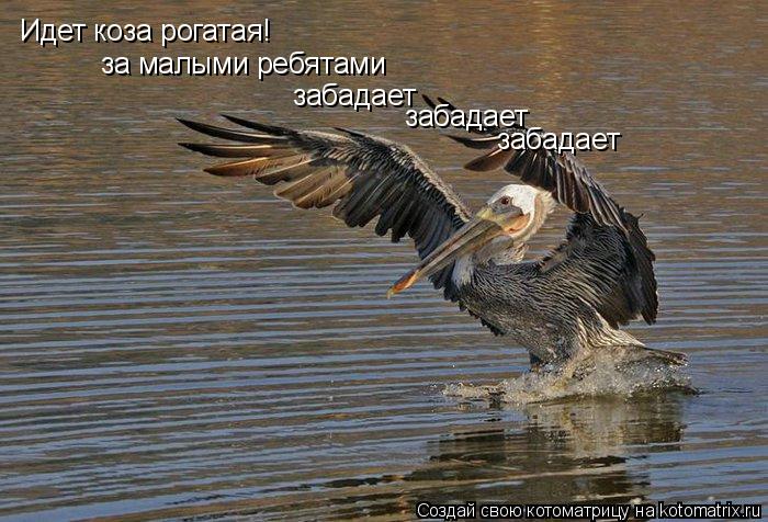 Котоматрица: Идет коза рогатая! за малыми ребятами забадает забадает забадает