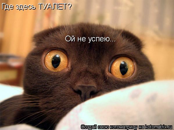 Котоматрица: Где здесь ТУАЛЕТ? Ой не успею...