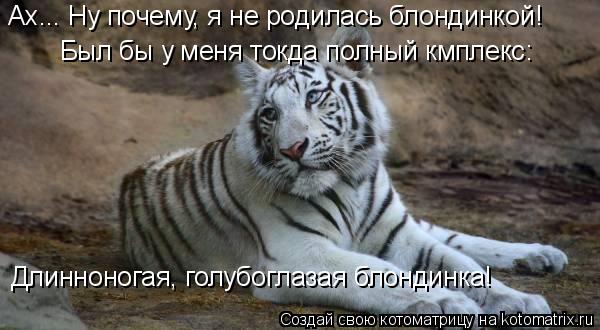 Котоматрица: Ах... Ну почему, я не родилась блондинкой! Был бы у меня токда полный кмплекс: Длинноногая, голубоглазая блондинка!