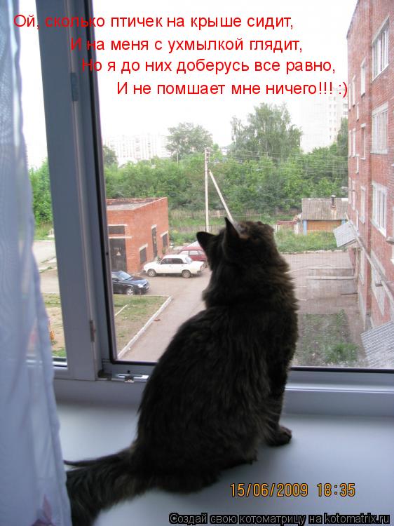 Котоматрица: Ой, сколько птичек на крыше сидит, И на меня с ухмылкой глядит, Но я до них доберусь все равно, И не помшает мне ничего!!! :)
