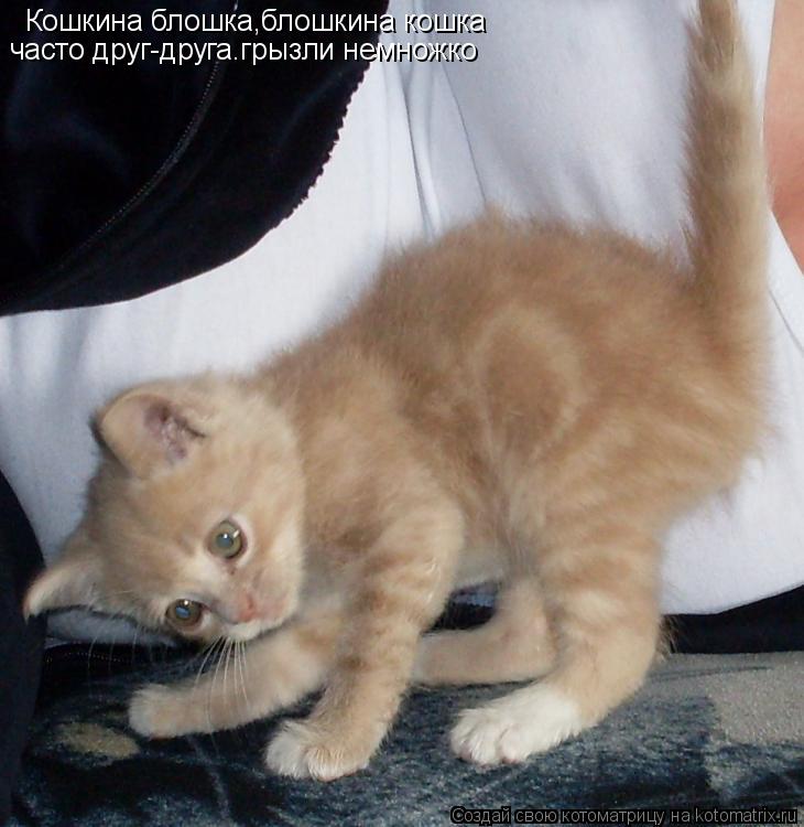 Кошкина блошка,блошкина кошка часто друг-друга.грызли немножко... Котоматрица: Кошкина блошка,блошкина кошка часто друг-друга.грызли немножко