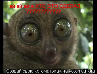 Котоматрица: ай ай ай а КТО ЭТО СДЕЛАЛ ????????????