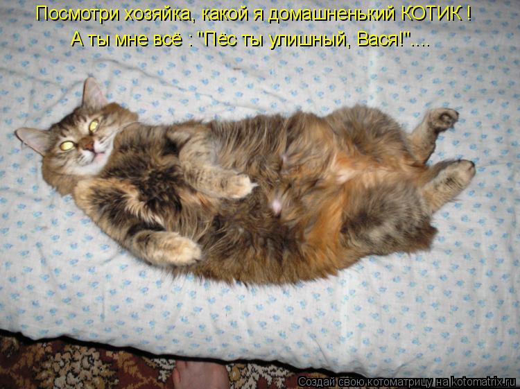 А ты мне всё : "Пёс ты улишный, Вася!".... Посмотри хозяйка, какой я домашненький КОТИК !... Котоматрица: А ты мне всё : "Пёс ты улишный, Вася!".... Посмотри хозяйка, какой я домашненький КОТИК !