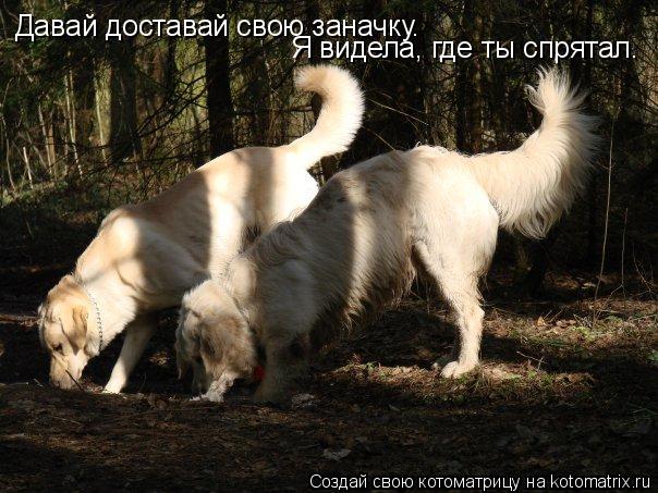 Котоматрица: Давай доставай свою заначку. Я видела, где ты спрятал.