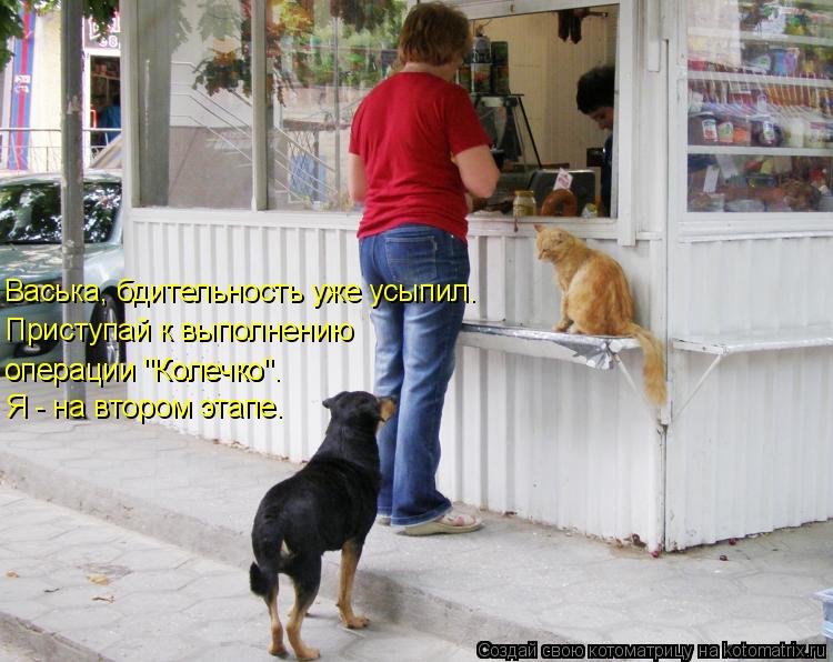 Котоматрица: Васька, бдительность уже усыпил. Приступай к выполнению операции "Колечко". операции "Колечко". Я - на втором этапе.