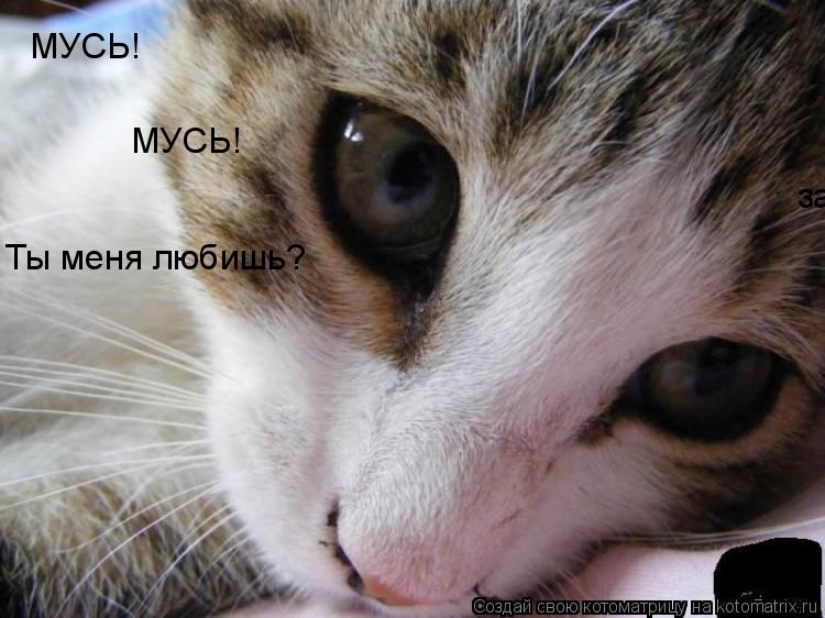 Котоматрица: запах колбасы!!! МУСЬ! МУСЬ! Ты меня любишь?