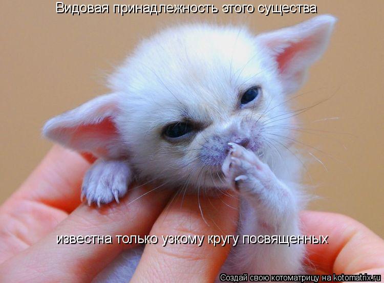 Видовая принадлежность этого существа известна только узкому кругу посвященных... Котоматрица: Видовая принадлежность этого существа известна только узкому кругу посвященных