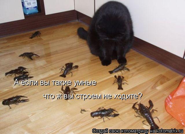 А если вы такие умные что ж вы строем не ходите?... Котоматрица: А если вы такие умные что ж вы строем не ходите?