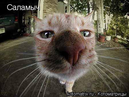 Котоматрица: Саламыч