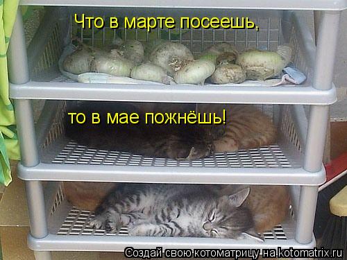 Котоматрица: Что в марте посеешь, то в мае пожнёшь!