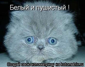 Котоматрица: Белый и пушистый !