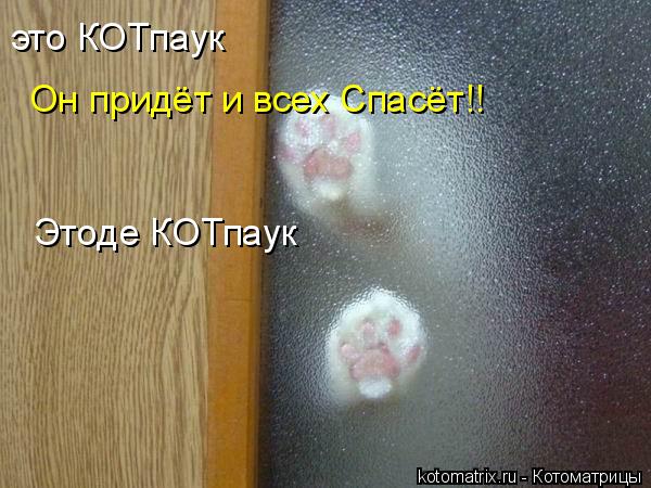 Котоматрица: это КОТпаук  Он придёт и всех Спасёт!! Этоде КОТпаук