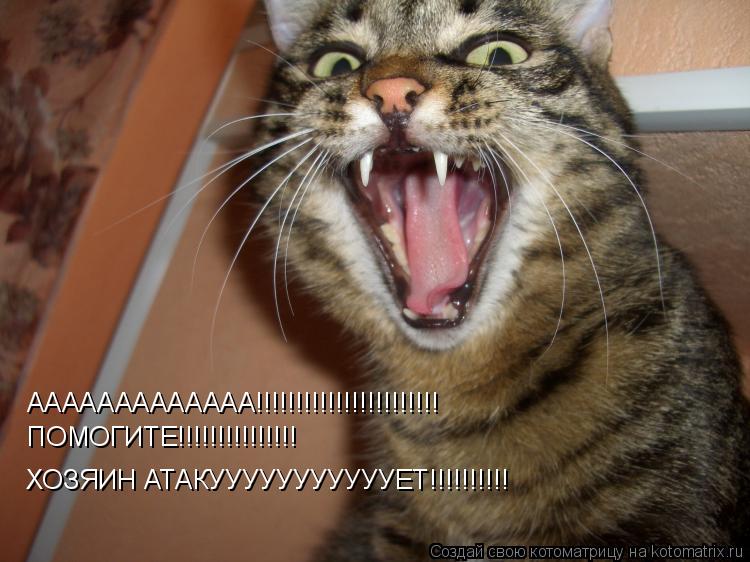 Котоматрица: ААААААААААААА!!!!!!!!!!!!!!!!!!!!!!! ПОМОГИТЕ!!!!!!!!!!!!!!! ХОЗЯИН АТАКУУУУУУУУУУУЕТ!!!!!!!!!!